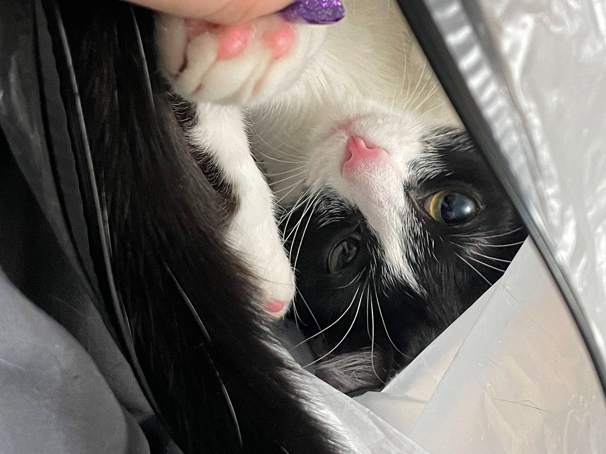 Zelda May joined the competition — help win amazing prizes! carnivore, cat, claw, close_up, comfort, domestic_short_haired_cat, fang, felidae, foot, fur, gesture, grey, nail, paw, small_to_medium_sized_cats, snout, tail, toe, whiskers, yawn