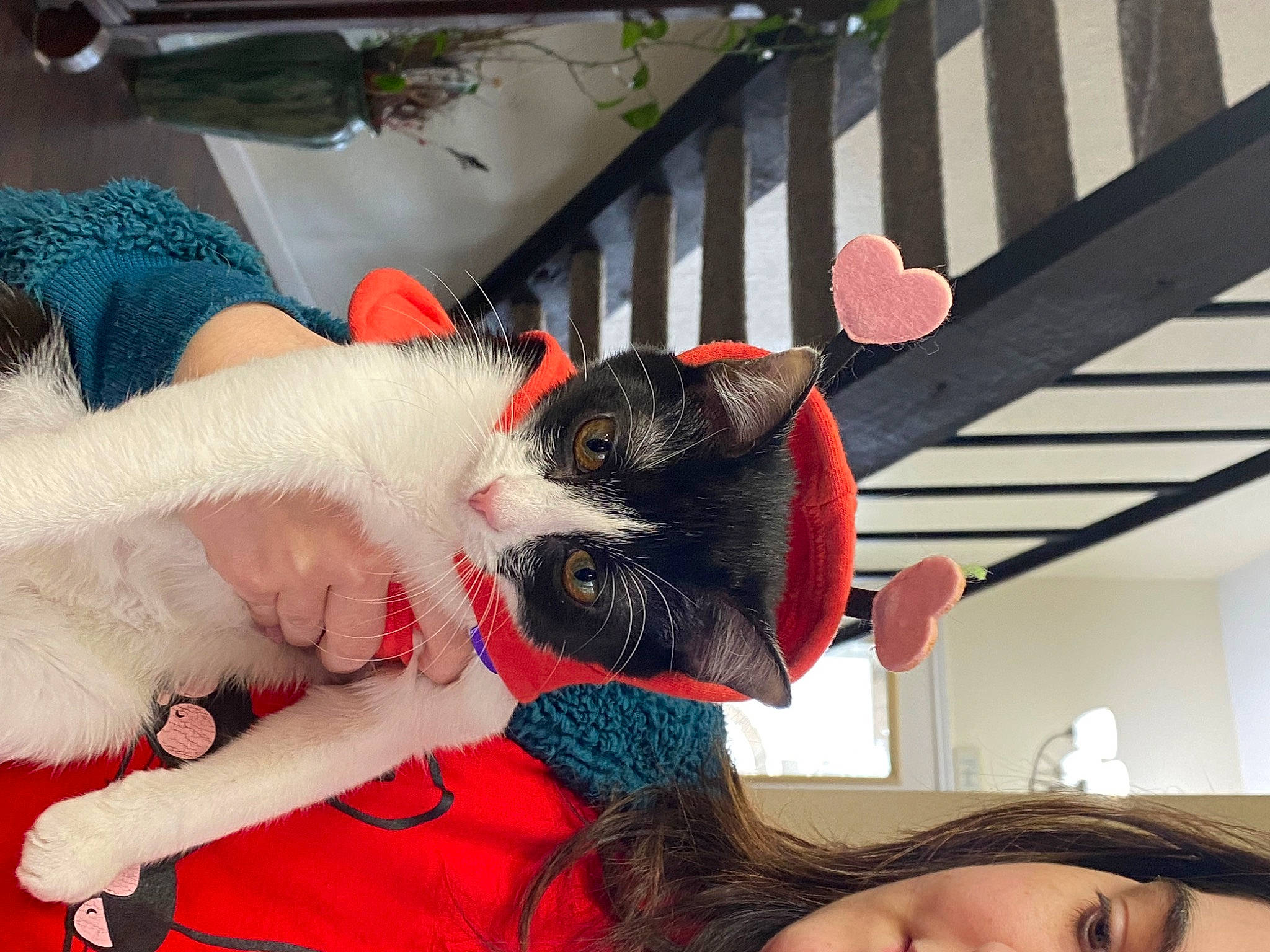 Zelda May joined the competition — help win amazing prizes! black_hair, carmine, event, fawn, felidae, fun, fur, happy, mouth, neck, pattern, pink, plant, red, selfie, sunglasses, tail, textile, tree, window