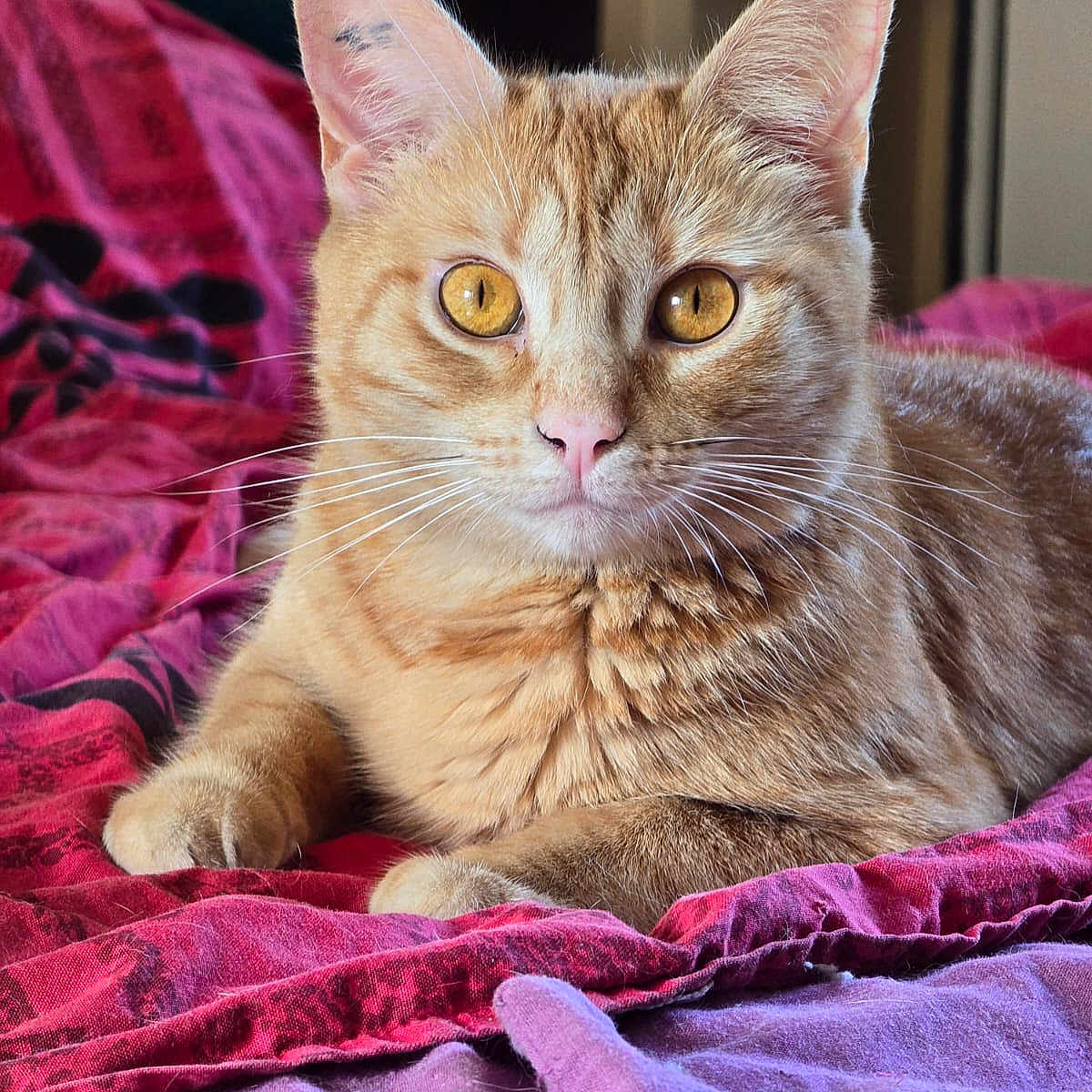 Mao a rejoint le concours — aidez-le/la à gagner de superbes lots ! animal, bed, blanket, cat, closeup, cute, domestic_cat, ears, eyes, feline, fur, indoor, mammal, orange_tabby, pet, portrait, relaxed, resting, soft, whiskers