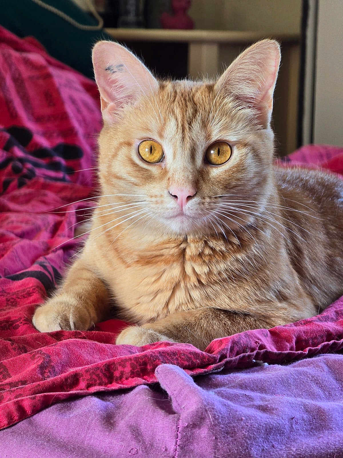 Mao a rejoint le concours — aidez-le/la à gagner de superbes lots ! cat, orange_tabby, pet, animal, feline, bed, blanket, fur, whiskers, ears, eyes, indoor, closeup, cute, resting, domestic_cat, mammal, soft, relaxed, portrait