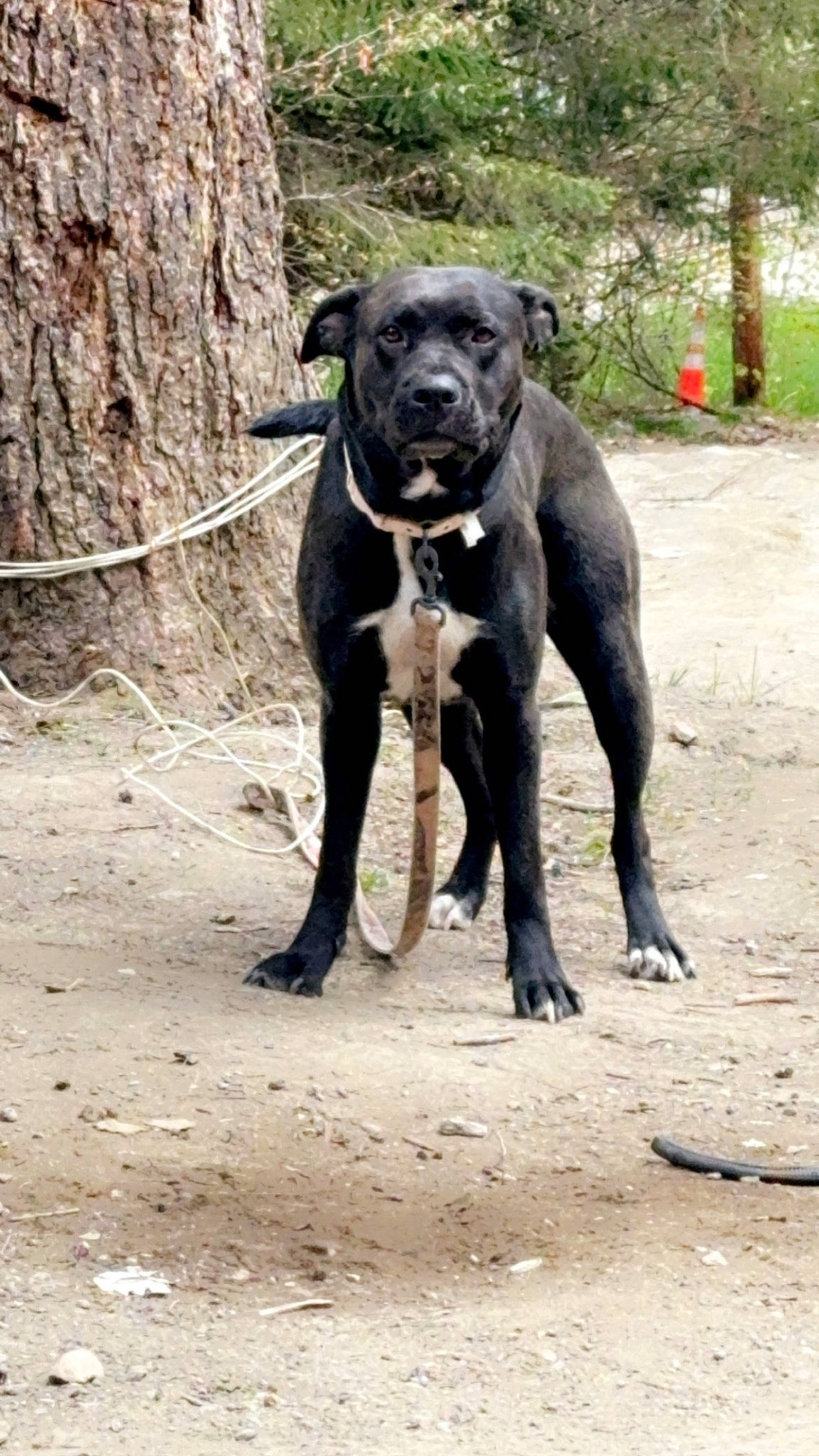 Molly joined the competition — help win amazing prizes! borador, canidae, canis_panther, carnivore, companion_dog, dog, dog_breed, fawn, guard_dog, hunting_dog, non_sporting_group, plant, snout, sporting_group, street_dog, tail, terrestrial_animal, tree, working_animal, working_dog