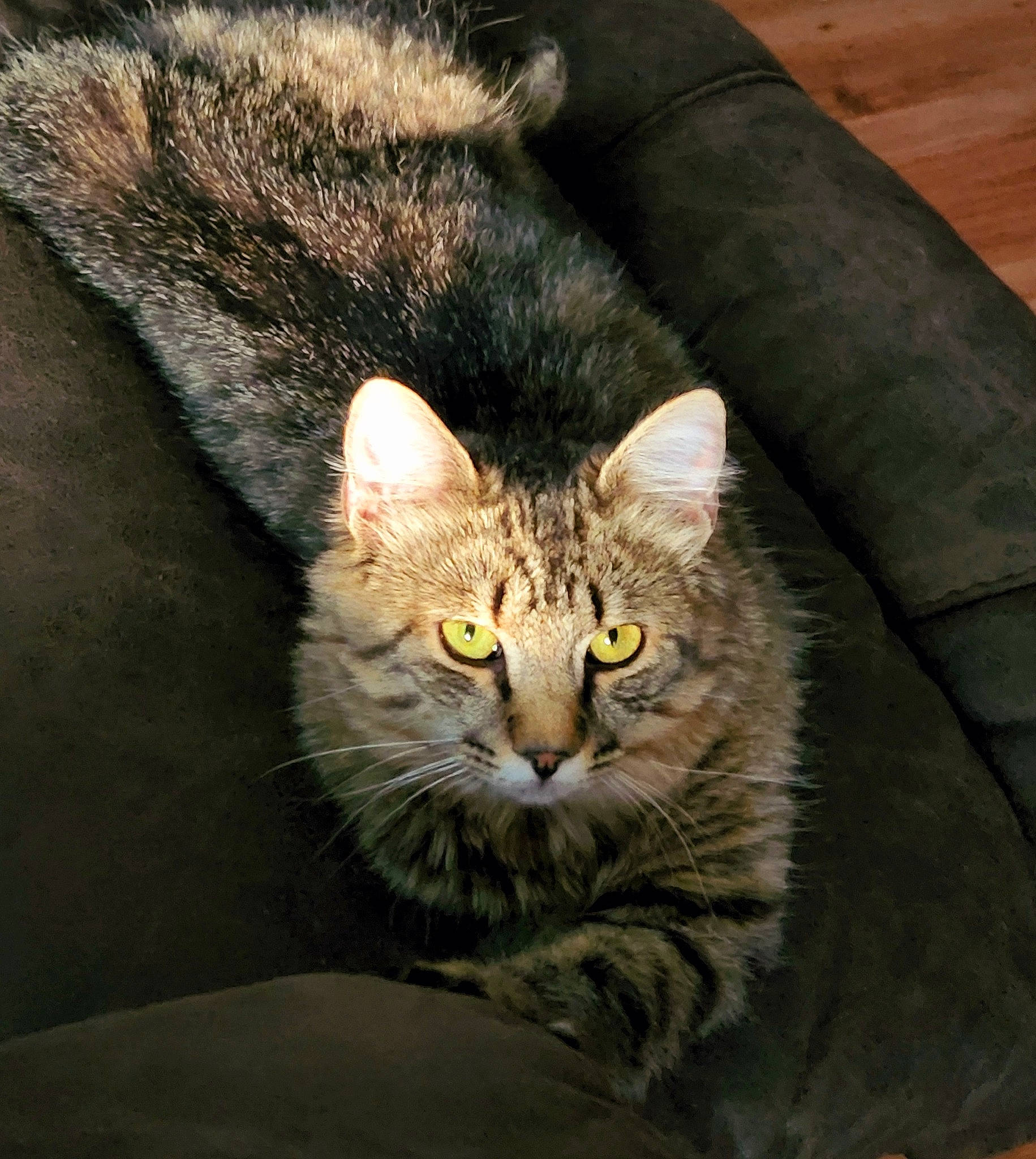 Drogo joined the competition — help win amazing prizes! carnivore, cat, claw, comfort, domestic_short_haired_cat, door, ear, eye, felidae, fur, grey, iris, paw, small_to_medium_sized_cats, snout, tail, terrestrial_animal, whiskers, wildlife, window