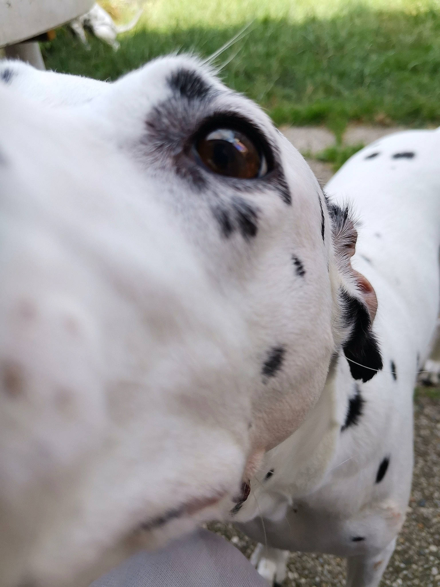 Feeby participe au concours pour gagner de l'argent avec cette photo : bovine, canidae, cow_goat_family, dairy_cow, dalmatian, dog_breed, mammal, non_sporting_group, snout