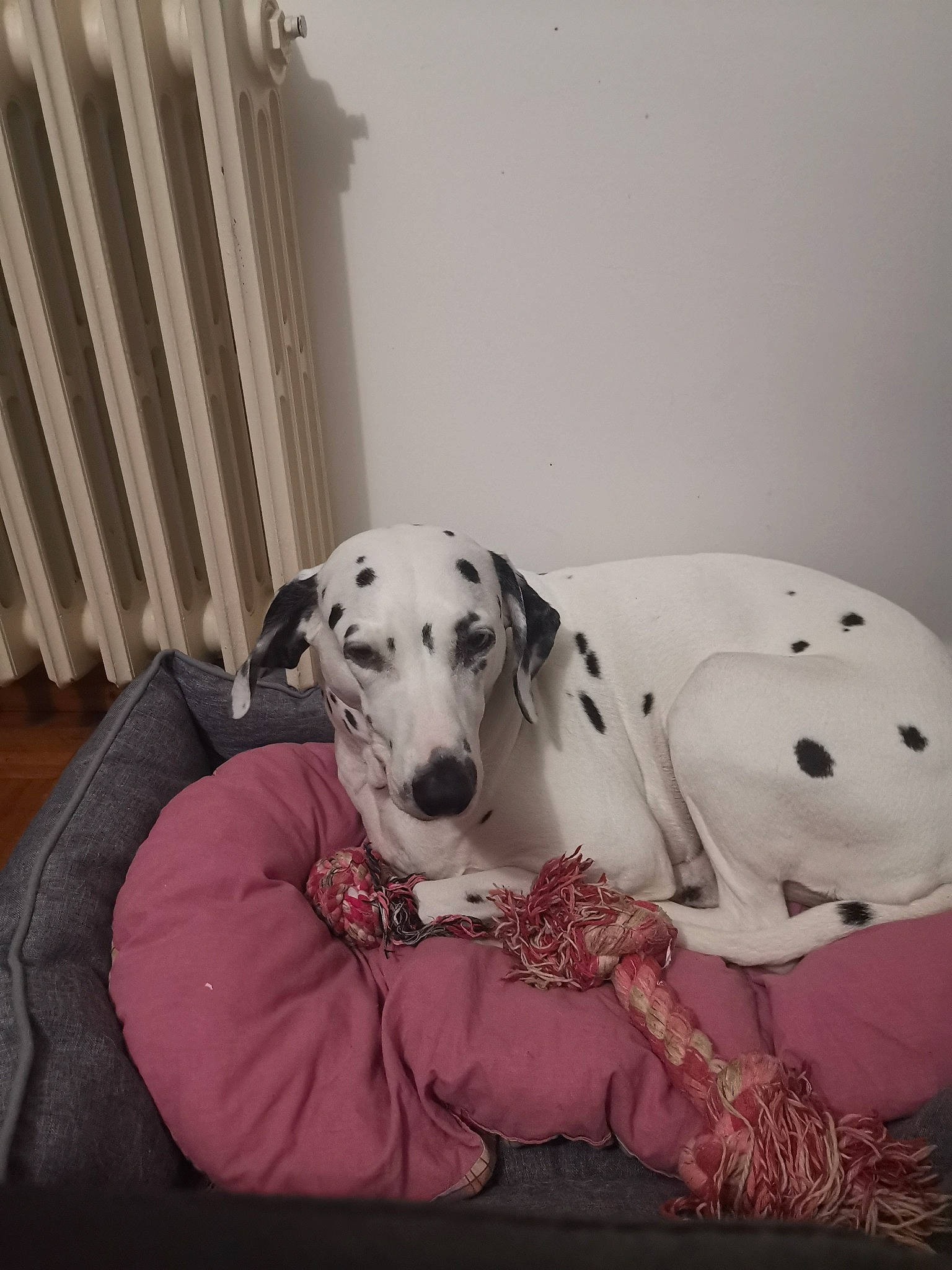 Feeby a rejoint le concours — aidez-le/la à gagner de superbes lots ! canidae, carnivore, dalmatian, dog, dog_breed, mammal, non_sporting_group, snout, vertebrate