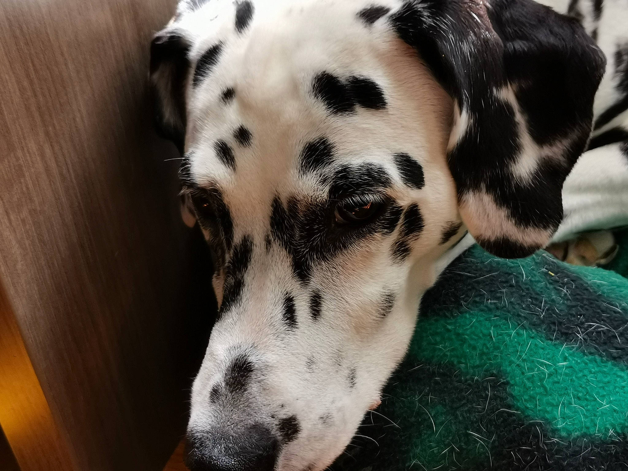 Dina a rejoint le concours — aidez-le/la à gagner de superbes lots ! canidae, carnivore, dalmatian, dog, dog_breed, fawn, great_dane, mammal, non_sporting_group, snout, sporting_group