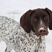 Brier joined the competition — help win amazing prizes! alert, animal, brown_head, canine, closeup, cute, dog, ears, fur, looking, muzzle, nature, outdoor, pet, portrait, snow, spotted_fur, standing, whiskers, winter