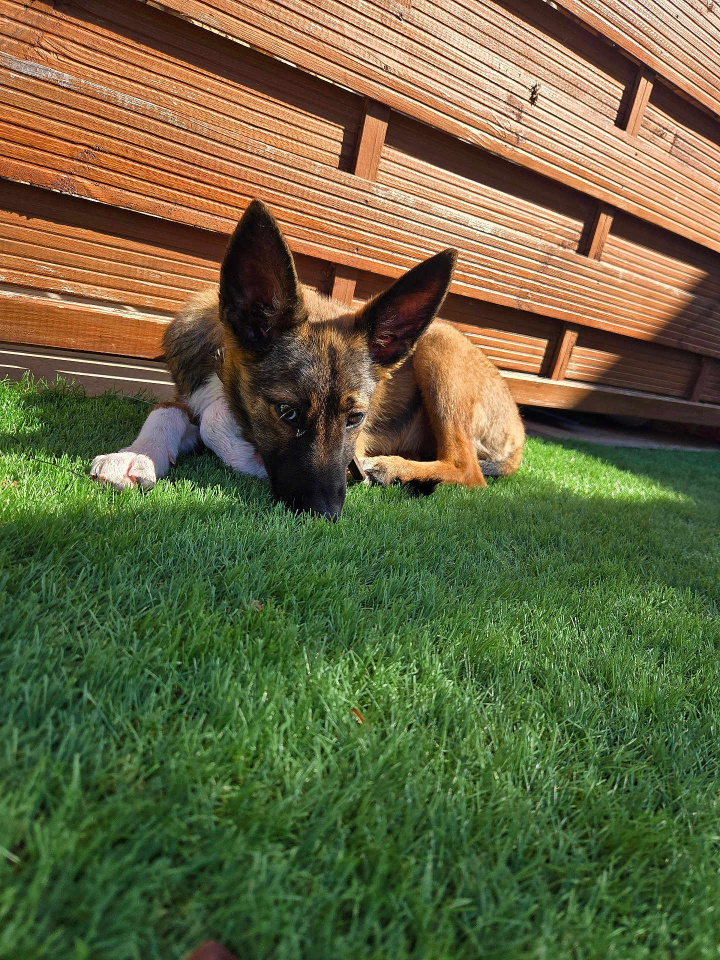 Arya a rejoint le concours — aidez-le/la à gagner de superbes lots ! animal, black, brown, canine, closeup, dog, ears, fence, fur, grass, nature, outdoor, paw, pet, relaxing, resting, summer, sunlight, white, young