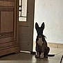 brown, calm, collar, curious, dog, domestic, door, ears, floor, indoor, natural_light, pet, puppy, quiet, shadow, sitting, tile_floor, wall, white_paws, wooden_furniture
