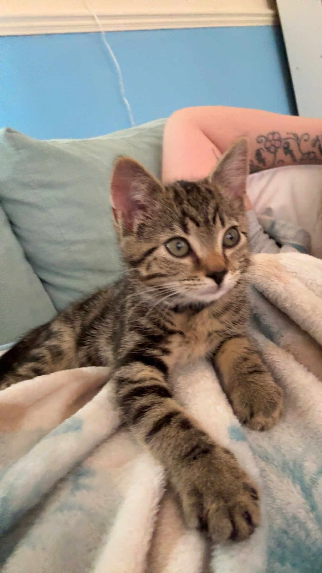 Joey joined the competition — help win amazing prizes! kitten, tabby, cat, pet, animal, blanket, couch, tattoo, human_arm, indoor, blue_wall, soft, cozy, relaxed, paw, fur, whiskers, closeup, young, curious