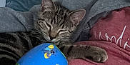 Joey is registered to the contest to win money with this photo: animal, ball, cat, closeup, clothing, couch, cute, domestic_animal, furniture, hoodie, indoor, nap, person, pet, relaxation, resting, shirt, sleeping, tabby, toy