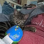 Joey is registered to the contest to win money with this photo: cat, tabby, sleeping, toy, ball, indoor, person, clothing, hoodie, shirt, furniture, couch, relaxation, pet, domestic_animal, closeup, resting, cute, animal, nap
