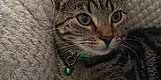 Joey is registered to the contest to win money with this photo: cat, tabby, pet, feline, collar, bell, closeup, indoor, resting, fur, whiskers, ears, eyes, blanket, texture, cozy, cute, animal, domestic, relaxed