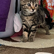 Joey is registered to the contest to win money with this photo: kitten, tabby, cat, pet, indoor, curious, carpet, pattern, furniture, household, colorful, purple, suitcase, toy, small, young, animal, feline, cute, alert