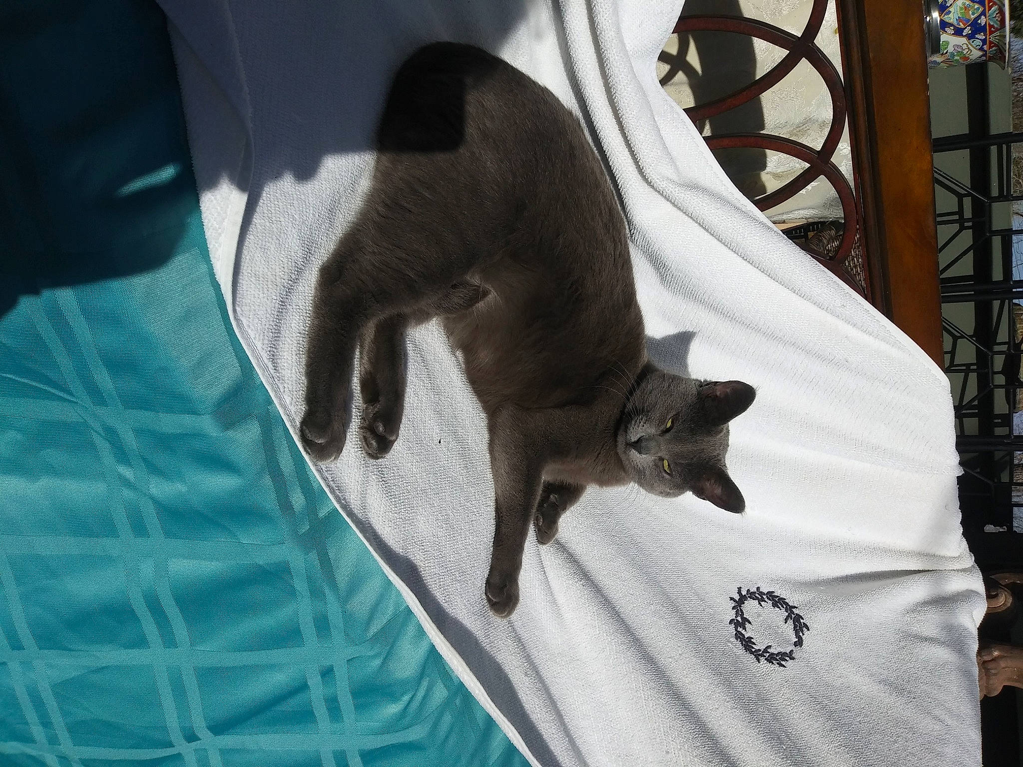 Zoey is registered to the contest to win money with this photo: black_cat, burmese, canidae, carnivore, cat, chartreux, dog_breed, felidae, kitten, korat, mammal, russian_blue, small_to_medium_sized_cats, tail, tonkinese