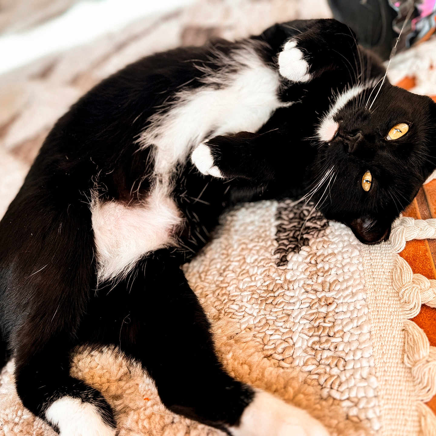 Midnight is registered to the contest to win money with this photo: abyssinian, animal, applique, blackcat, cat, couch, furniture, hardwood, homedecor, kitten, manx, pattern, person, pet, sleeping, wood