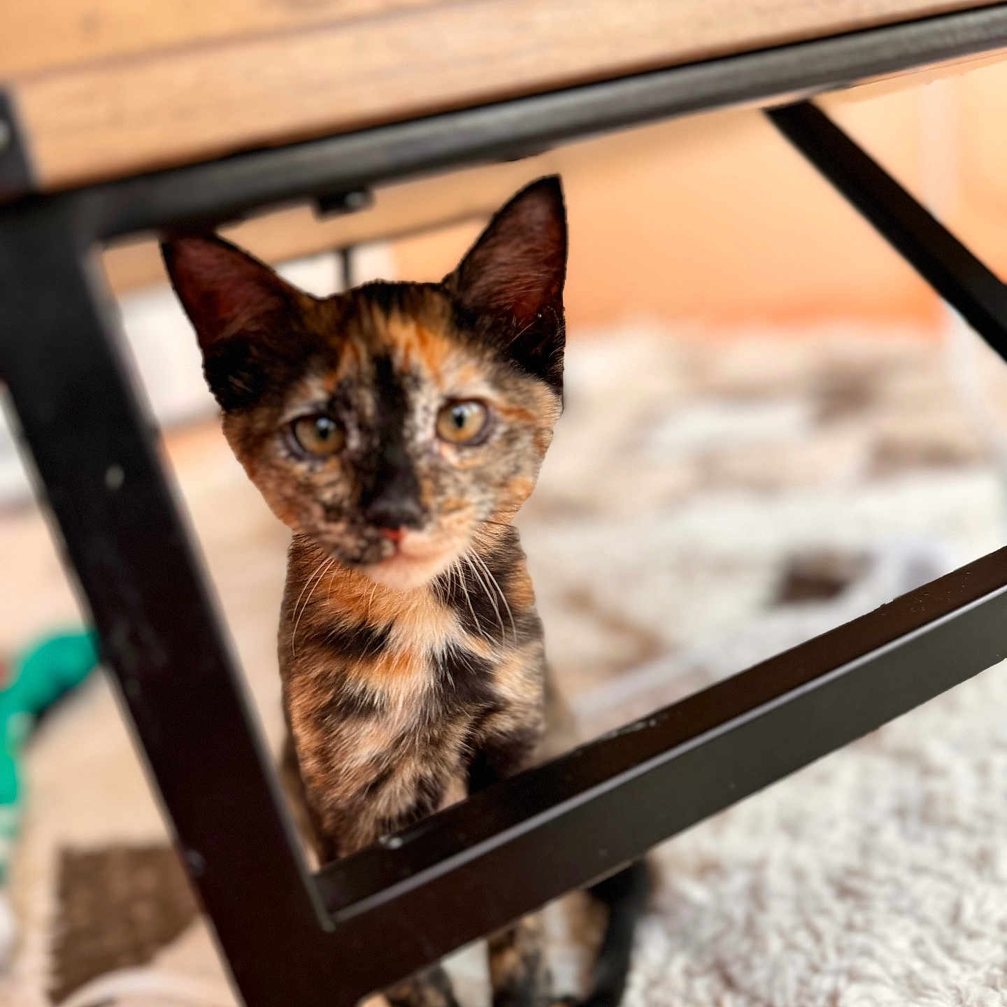 Churro is registered to the contest to win money with this photo: abyssinian, accessories, animal, brasssection, cat, desk, drawer, furniture, hardwood, horn, kitten, manx, musicalinstrument, pet, plywood, siamese, stainedwood, strap, table, wood