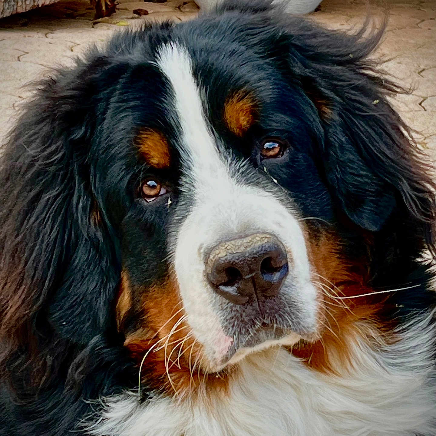 Vasco a rejoint le concours — aidez-le/la à gagner de superbes lots ! animal, bernese_mountain_dog, black_fur, brown_fur, canine, close_up, companion, cute, dog, eyes, face, fluffy, fur, mammal, nose, outdoor, pet, portrait, whiskers, white_fur
