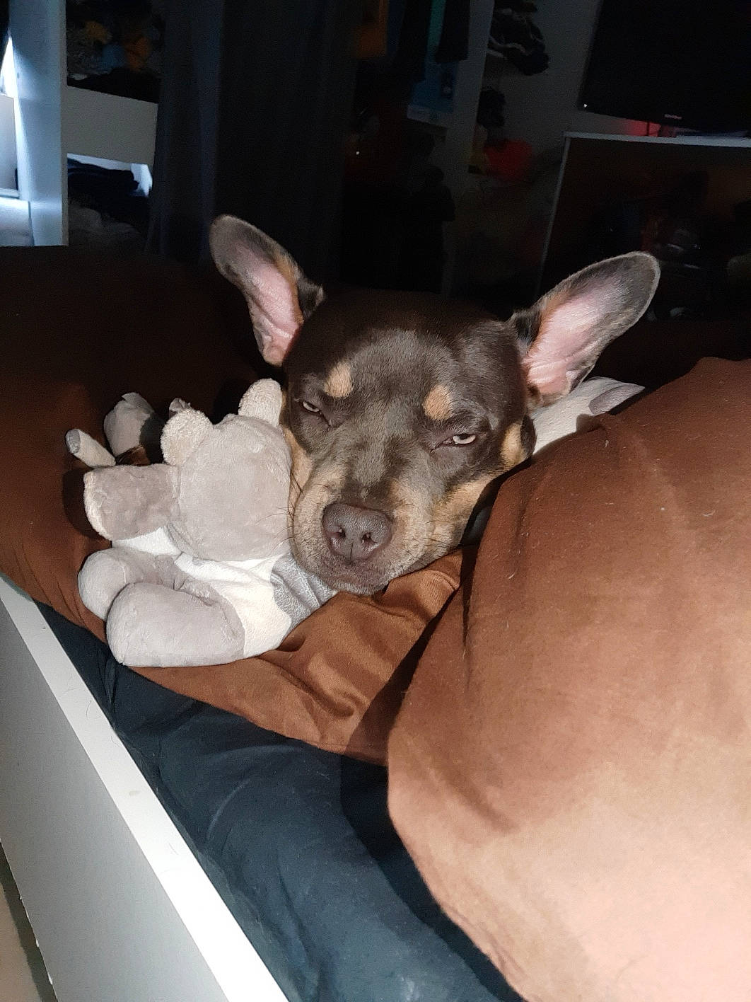 Pita participe au concours pour gagner de l'argent avec cette photo : american_hairless_terrier, canidae, carnivore, dog, dog_breed, ear, fawn, feist, mammal, prazsky_krysarik, rat_terrier, snout, teddy_roosevelt_terrier, vertebrate