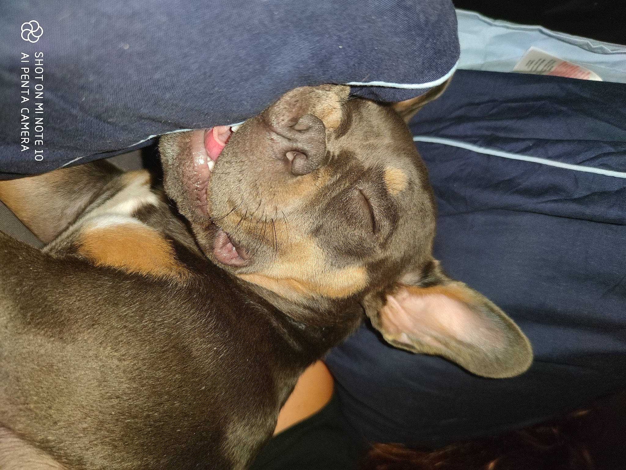 Pita a rejoint le concours — aidez-le/la à gagner de superbes lots ! american_pit_bull_terrier, canidae, carnivore, dog, dog_breed, ear, fawn, french_bulldog, guard_dog, mammal, non_sporting_group, puppy, puppy_love, snout