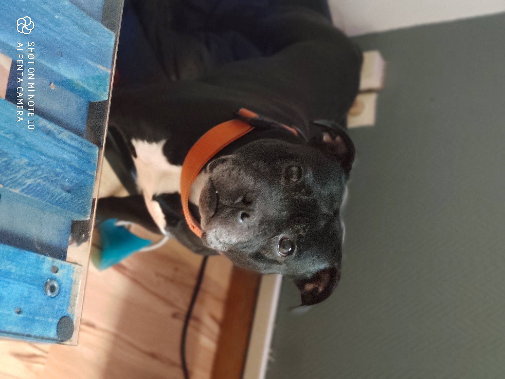 Hunter a rejoint le concours — aidez-le/la à gagner de superbes lots ! american_pit_bull_terrier, bandog, canidae, carnivore, dog, dog_breed, fawn, guard_dog, non_sporting_group, snout, sporting_group, staffordshire_bull_terrier