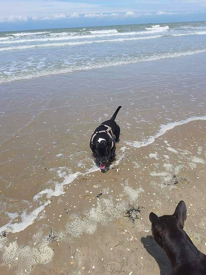 Hunter participe au concours pour gagner de l'argent avec cette photo : beach, canidae, carnivore, dog, dog_breed, fawn, french_bulldog, non_sporting_group, ocean, sand, sea, sporting_group