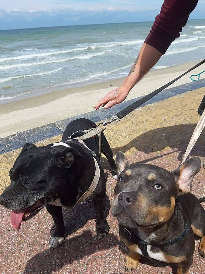 Hunter participe au concours pour gagner de l'argent avec cette photo : adventure, american_pit_bull_terrier, american_staffordshire_terrier, canidae, carnivore, collar, dog, dog_breed, dog_collar, dog_walking, fawn, leash, mammal, non_sporting_group, pit_bull, sporting_group, staffordshire_bull_terrier