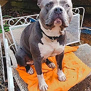 Smoke joined the competition — help win amazing prizes! dog, outdoor, chair, metal_chair, orange_cloth, pet, animal, fence, wood, garden, earth, sitting, gray_dog, white_dog, collar, fur, eyes, face, paw, looking