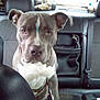 Smoke joined the competition — help win amazing prizes! dog, pitbull, car_interior, backseat, pet, animal, gray_dog, white_chest, seated, looking_at_camera, seatbelt, window, headrest, leather_seat, vehicle, domestic_animal, companion, calm, indoor, transport