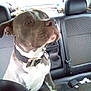 Smoke joined the competition — help win amazing prizes! dog, pit_bull, car_interior, back_seat, seat, collar, pet, animal, canine, leather_seat, window, seatbelt, looking, alert, domestic_animal, transportation, vehicle, indoor, companion, mammal