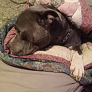 Smoke is registered to the contest to win money with this photo: dog, blanket, bed, resting, paw, quilt, indoor, sleepy, pet, fur, collar, comfort, relaxation, canine, home, animal, cozy, patterned, fabric, sleep