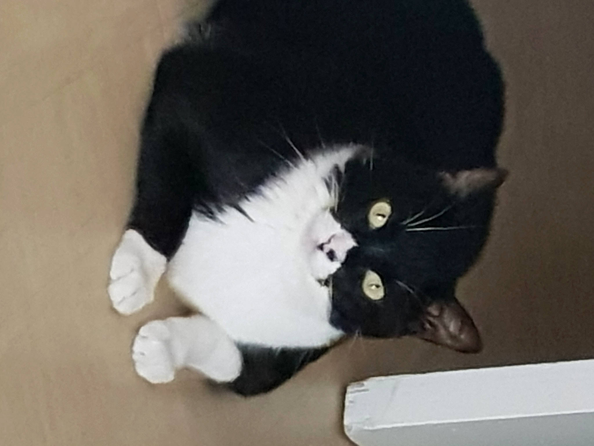 Bounty participe au concours pour gagner de l'argent avec cette photo : carnivore, cat, comfort, domestic_short_haired_cat, ear, felidae, fur, plant, small_to_medium_sized_cats, snout, tail, terrestrial_animal, whiskers