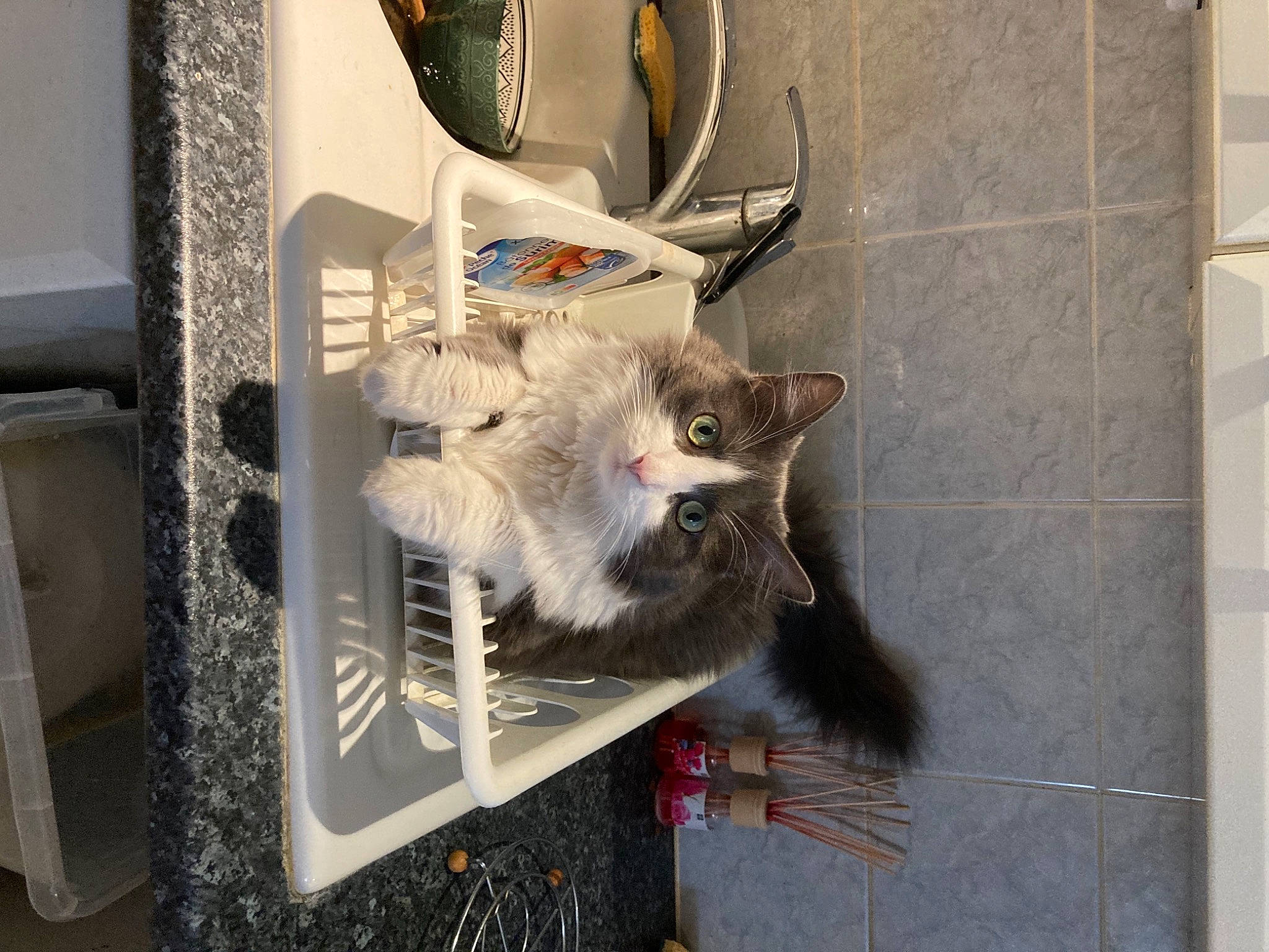 Peaky a rejoint le concours — aidez-le/la à gagner de superbes lots ! art, canidae, carnivore, cat, domestic_short_haired_cat, fawn, felidae, flooring, fur, glass, mammal, room, small_to_medium_sized_cats, tail, tile_flooring, visual_arts, whiskers