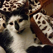 Oréo a rejoint le concours — aidez-le/la à gagner de superbes lots ! cat, black_and_white, animal, pet, feline, whiskers, ears, blanket, leopard_print, cushion, indoors, relaxing, cozy, fur, sleepy, resting, close_up, domestic_animal, soft_texture, comfort