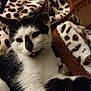 cat, black_and_white, animal, pet, feline, whiskers, ears, blanket, leopard_print, cushion, indoors, relaxing, cozy, fur, sleepy, resting, close_up, domestic_animal, soft_texture, comfort