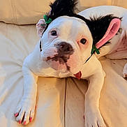 Bella joined the competition — help win amazing prizes! dog, white_dog, pet, costume, headband, black_ears, pink_ears, pink_nails, couch, indoor, animal, cute, funny, relaxed, portrait, close_up, playful, adorable, paw, face