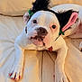 dog, white_dog, pet, costume, headband, black_ears, pink_ears, pink_nails, couch, indoor, animal, cute, funny, relaxed, portrait, close_up, playful, adorable, paw, face