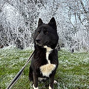 Vesper a rejoint le concours — aidez-le/la à gagner de superbes lots ! alert, animal, black_dog, canine, cold, dog, frost, frosty_grass, fur, landscape, leash, mammal, nature, outdoor, pet, seasonal, sitting, tree, white_fur, winter