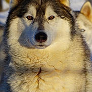 Wolf participe au concours pour gagner de l'argent avec cette photo : husky, dog, animal, outdoor, portrait, fur, mammal, snow, winter, pet, canine, closeup, ears, face, eyes, nature, fluffy, cute, wildlife, companion