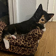 Chispa is registered to the contest to win money with this photo: kitten, cat, calico, leopard_print, miniature_couch, feline, pet, indoor, wooden_floor, curious, relaxed, small_furniture, animal, domestic_cat, cute, young, whiskers, paws, playful, cozy