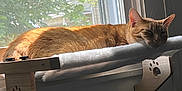 Peachie is registered to the contest to win money with this photo: abyssinian, animal, architecture, blackcat, building, cat, curtain, drawer, furniture, house, housing, kitten, manx, person, pet, roof, siamese, window, windowsill, wood