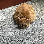 Peachie joined the competition — help win amazing prizes! abyssinian, animal, cat, couch, face, furniture, gravel, hardwood, head, homedecor, indoors, interiordesign, kitten, manx, mat, person, pet, road, sleeping, wood