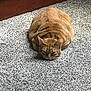 abyssinian, animal, cat, couch, face, furniture, gravel, hardwood, head, homedecor, indoors, interiordesign, kitten, manx, mat, person, pet, road, sleeping, wood