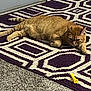 Peachie is registered to the contest to win money with this photo: abyssinian, alloywheel, animal, applique, car, carwheel, cat, homedecor, machine, manx, mat, pattern, pet, quilt, rug, spoke, tire, transportation, vehicle, wheel