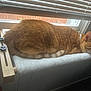 Peachie joined the competition — help win amazing prizes! abyssinian, animal, cat, couch, curtain, drawer, furniture, hardwood, homedecor, indoors, interiordesign, manx, person, pet, plywood, sleeping, window, windowshade, windowsill, wood
