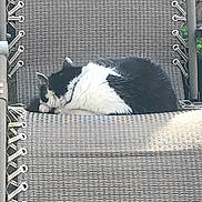 Kirby is registered to the contest to win money with this photo: cat, sleeping, black_and_white, feline, chair, woven_chair, outdoor, resting, pet, fur, relaxation, cozy, animal, domestic_cat, quiet, peaceful, texture, pattern, nature, lounge