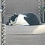 cat, sleeping, black_and_white, feline, chair, woven_chair, outdoor, resting, pet, fur, relaxation, cozy, animal, domestic_cat, quiet, peaceful, texture, pattern, nature, lounge