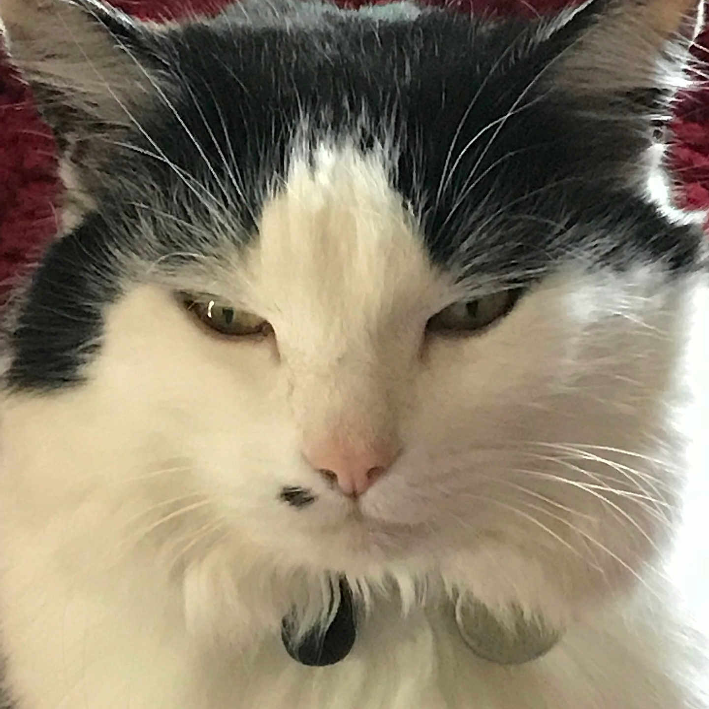 Kirby is registered to the contest to win money with this photo: animal, black_and_white, cat, close_up, collar, cute, domestic_animal, ears, expression, eyes, face, feline, fluffy, fur, indoor, muzzle, pet, portrait, tag, whiskers