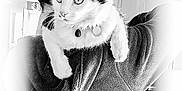 Kirby joined the competition — help win amazing prizes! cat, person, shoulder, hoodie, black_and_white, indoor, pet, collar, feline, curious, portrait, back_view, soft_texture, vignette, high_contrast, domestic_animal, whiskers, fur, cozy, companionship