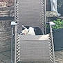 cat, black_and_white_cat, chair, outdoor, garden, brick_wall, statue, plants, paving_stones, pet, feline, resting, grooming, sunlight, relaxation, animal, nature, daylight, quiet, comfortable