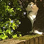 cat, black_and_white, moss, brick_wall, green_leaves, purple_flowers, sunlight, shadow, outdoor, nature, pet, animal, curious, fur, whiskers, plant, garden, sitting, daylight, close_up